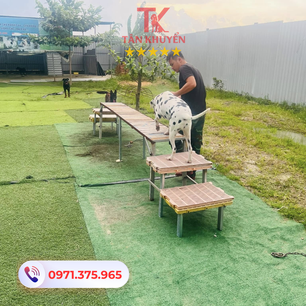 Các loại hình huấn luyện chó phổ biến tại An Giang