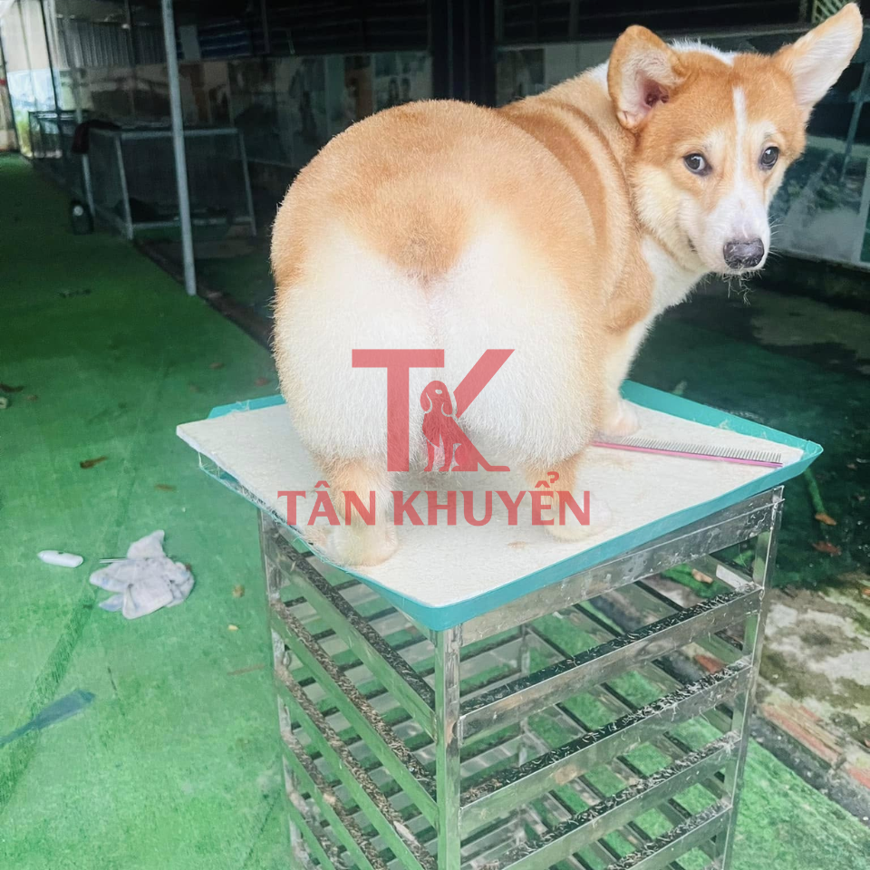 Các lưu ý quan trọng trong quá trình huấn luyện