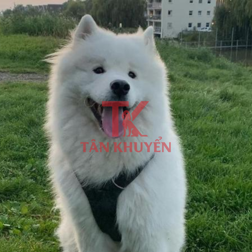Các nguyên tắc cơ bản trong huấn luyện chó Samoyed