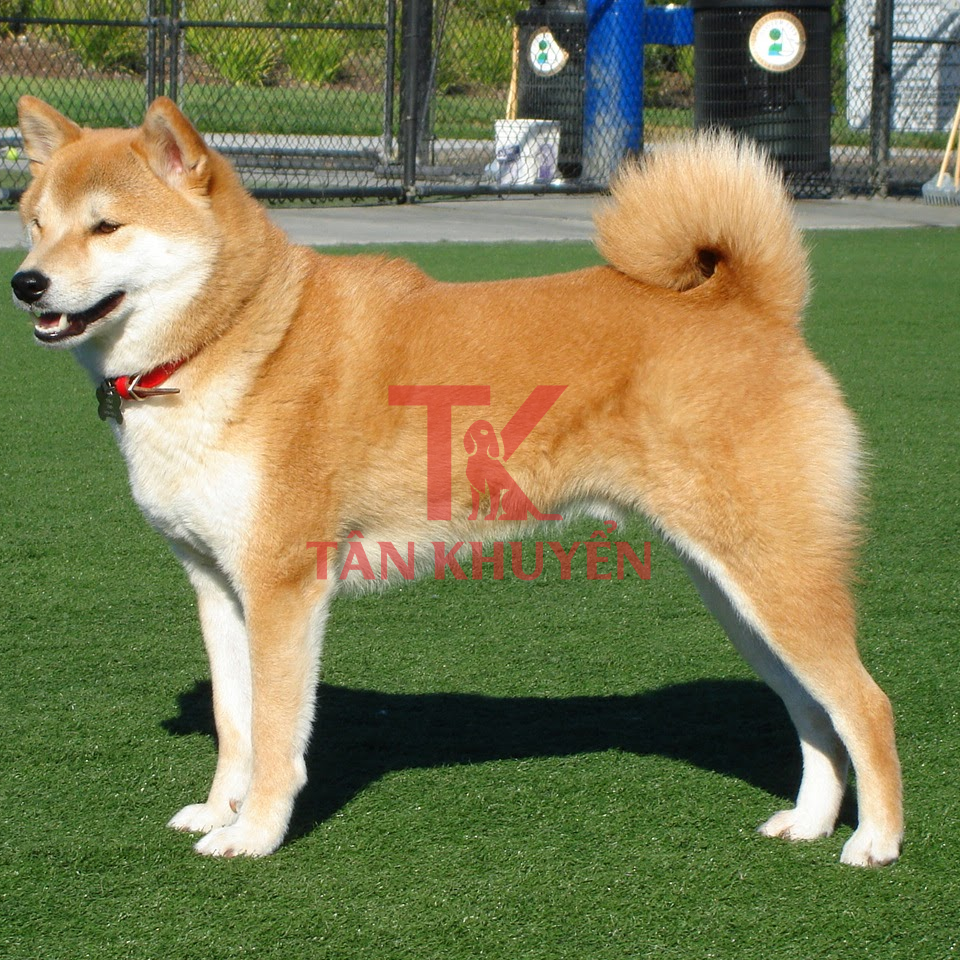Các Nguyên Tắc Cơ Bản Trong Huấn Luyện Chó Shiba