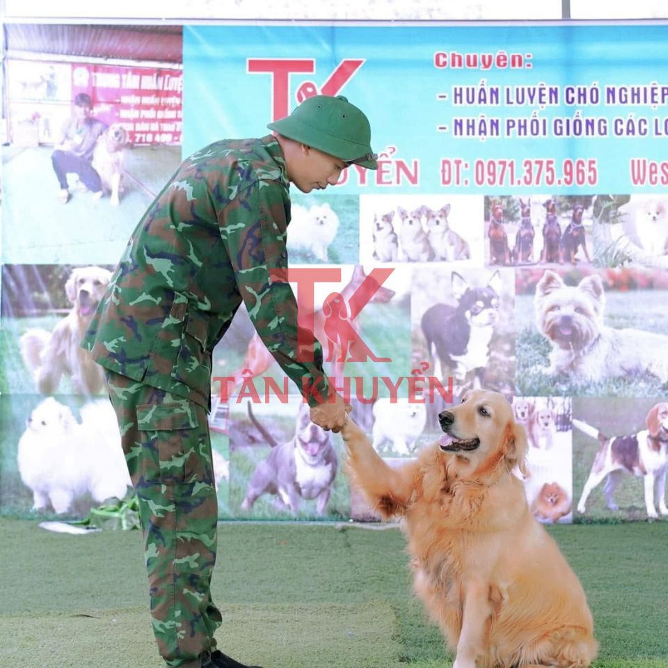 Các phương pháp huấn luyện chó phổ biến