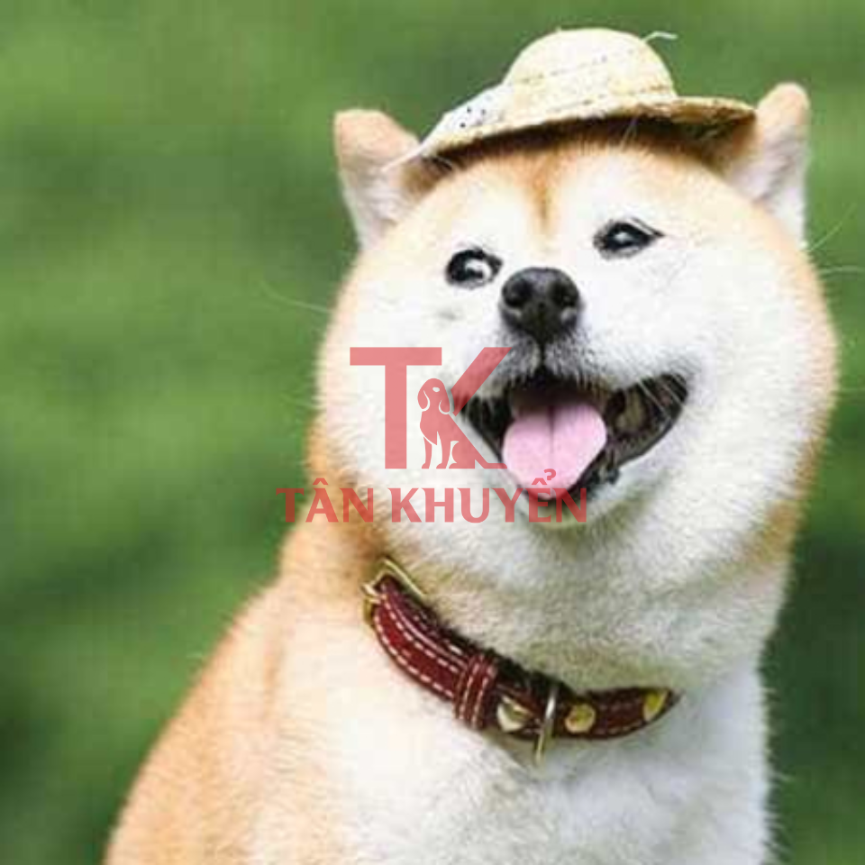 Các Phương Pháp Huấn Luyện Chó Shiba Hiệu Quả