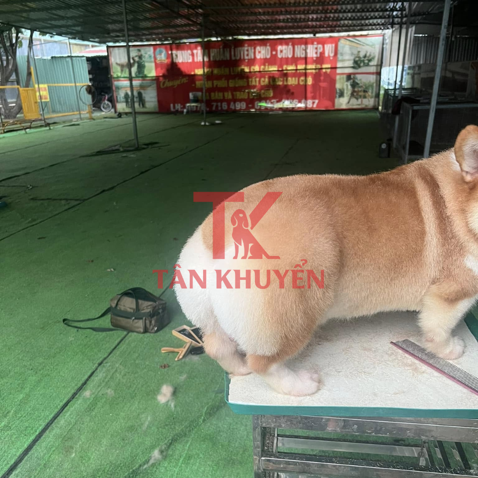 Các phương pháp huấn luyện cơ bản cho Corgi