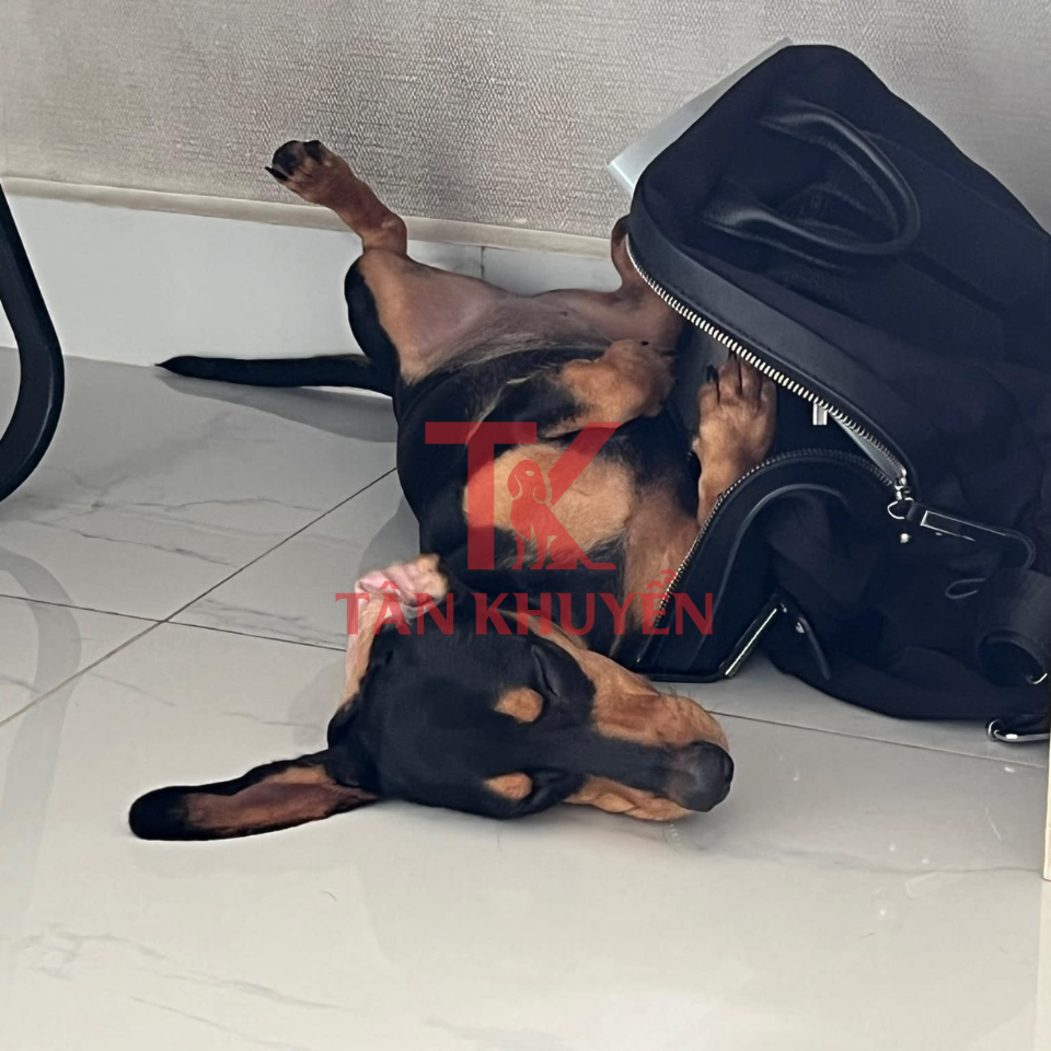 Các phương pháp huấn luyện cơ bản phù hợp cho chó Lạp Xưởng