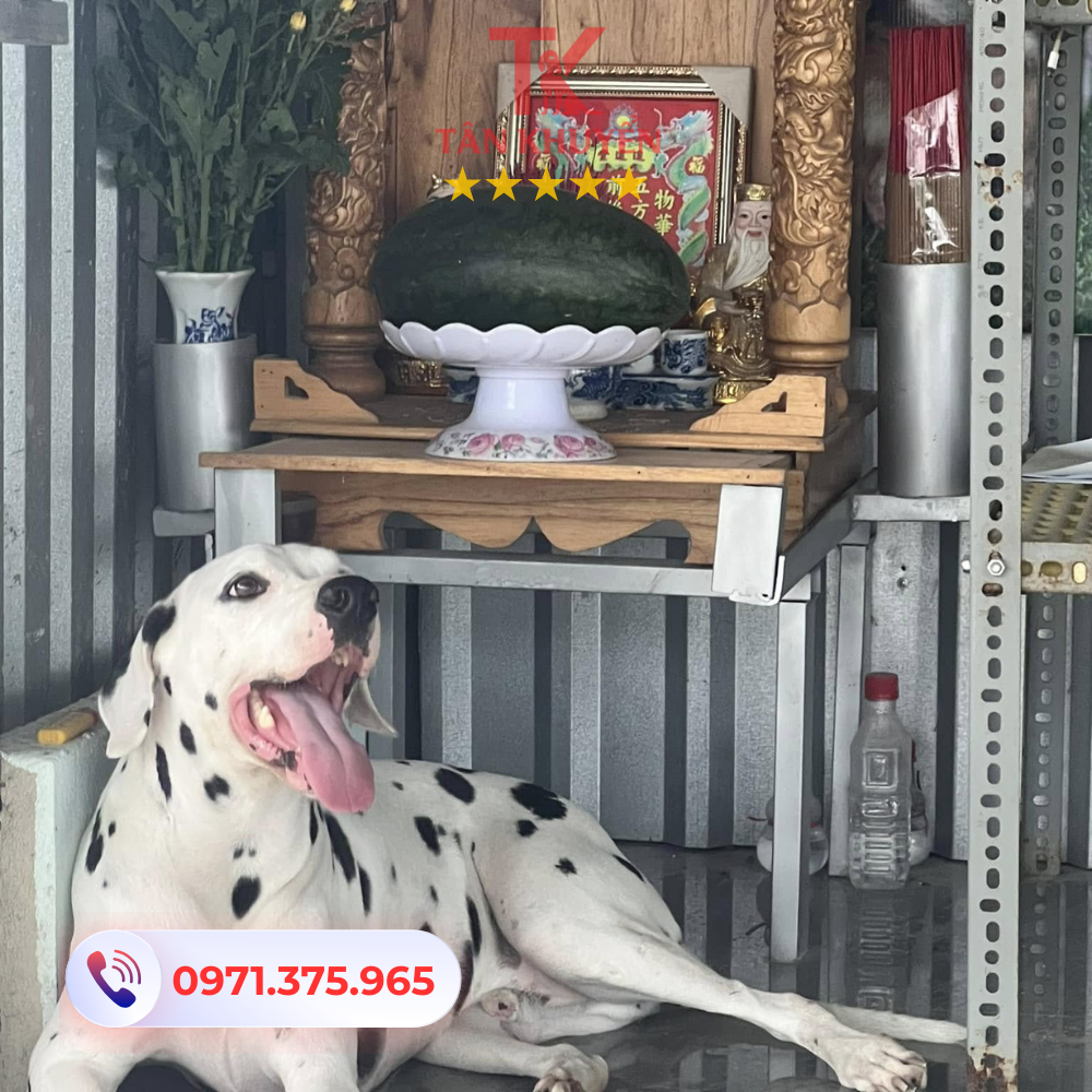 Các trung tâm huấn luyện chó uy tín tại Quận Bình Thạnh