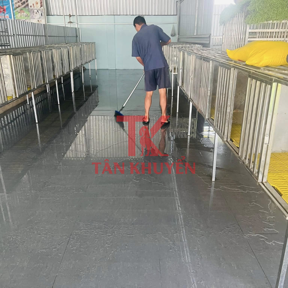 Các Vấn Đề Thường Gặp Khi Huấn Luyện Chó Shiba Và Cách Giải Quyết
