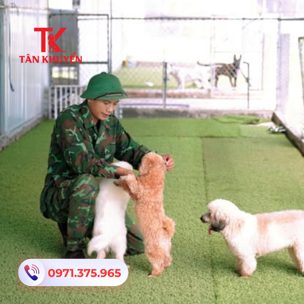 Câu hỏi thường gặp về dịch vụ huấn luyện chó tại Bình Dương