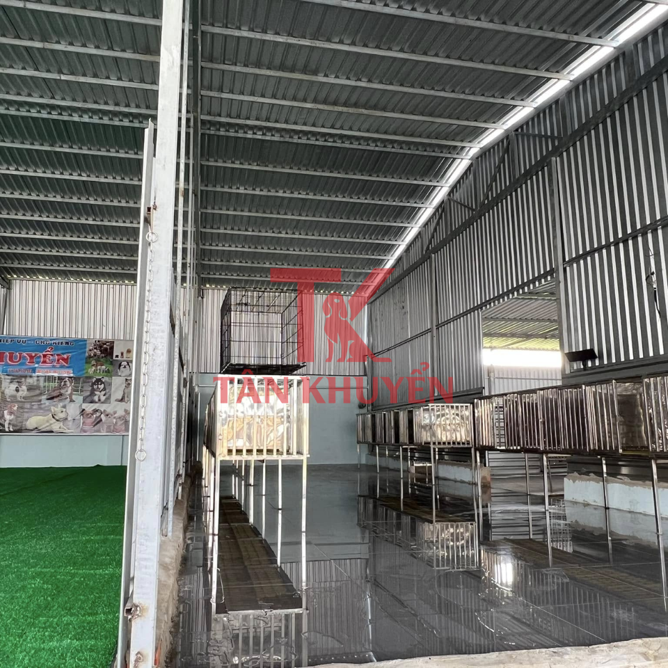 Chăm Sóc Sau Khi Huấn Luyện Chó Shiba