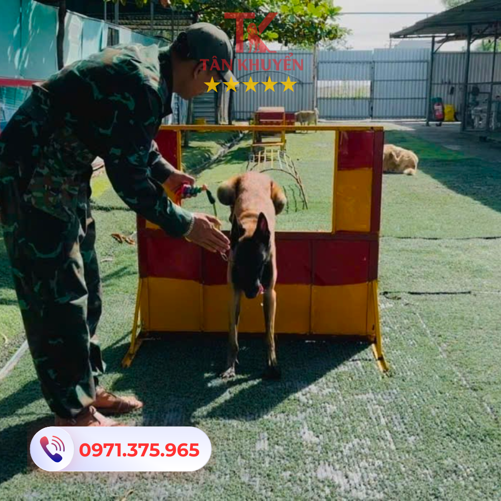 Chế độ dinh dưỡng và chăm sóc sức khỏe chó