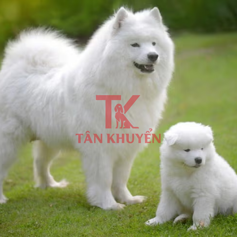 Chế độ tập luyện và dinh dưỡng hỗ trợ huấn luyện