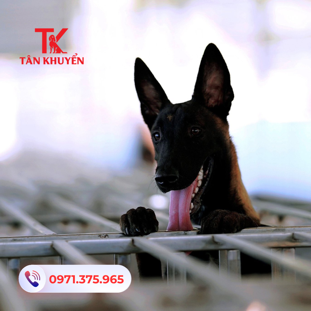 Chi phí và các dịch vụ đi kèm khi huấn luyện chó tại Tân Khuyển