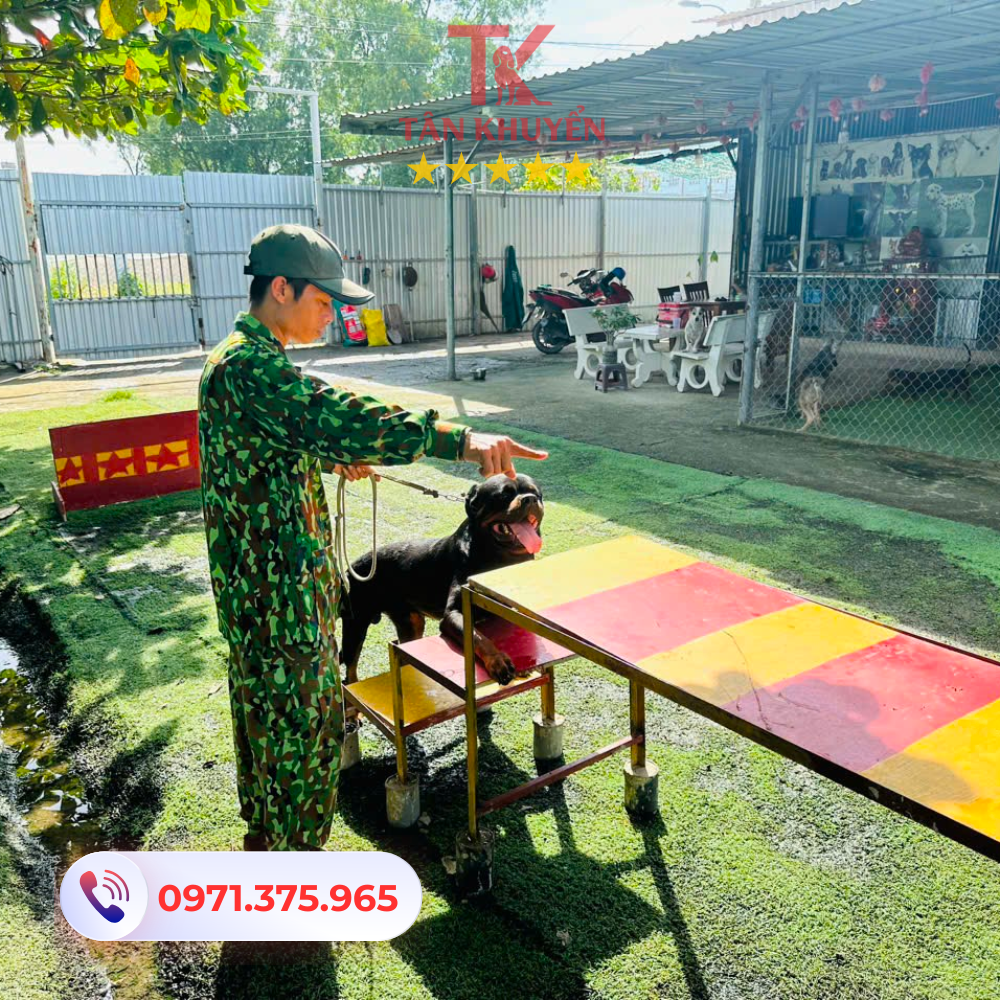 Chi phí và thời gian huấn luyện chó tại Bình Tân