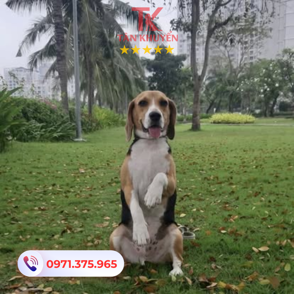 Chi tiết chương trình huấn luyện chó tại Long An