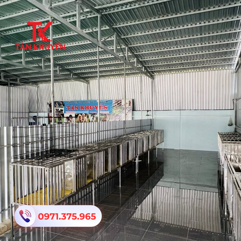 Chi tiết chương trình huấn luyện chó