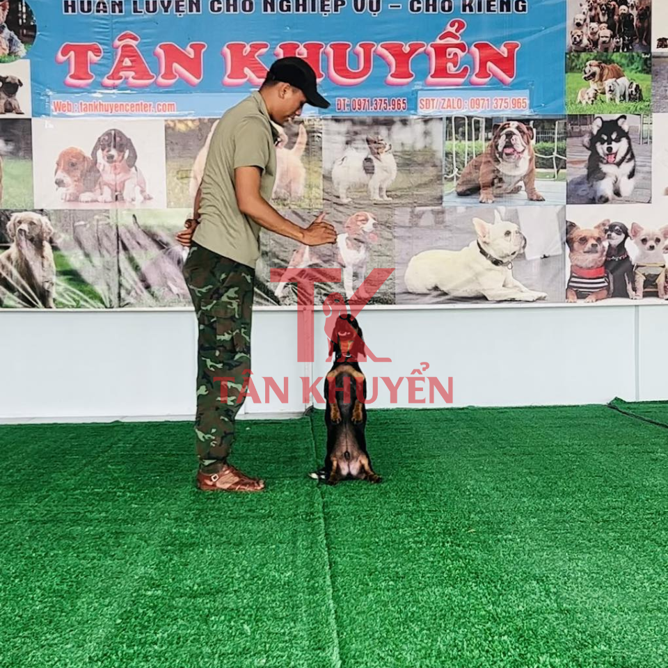 Chuẩn bị trước khi bắt đầu huấn luyện chó Lạp Xưởng