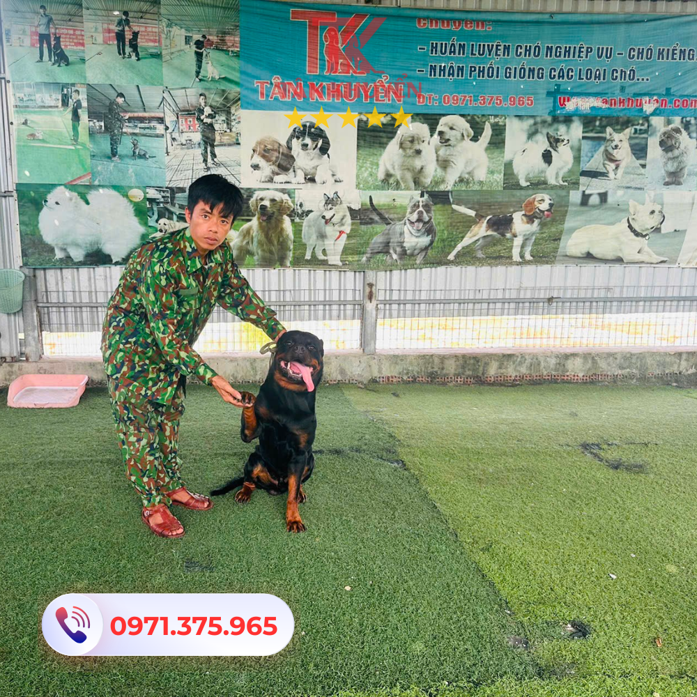 Chương trình huấn luyện chó tại Hậu Giang phù hợp mọi đối tượng