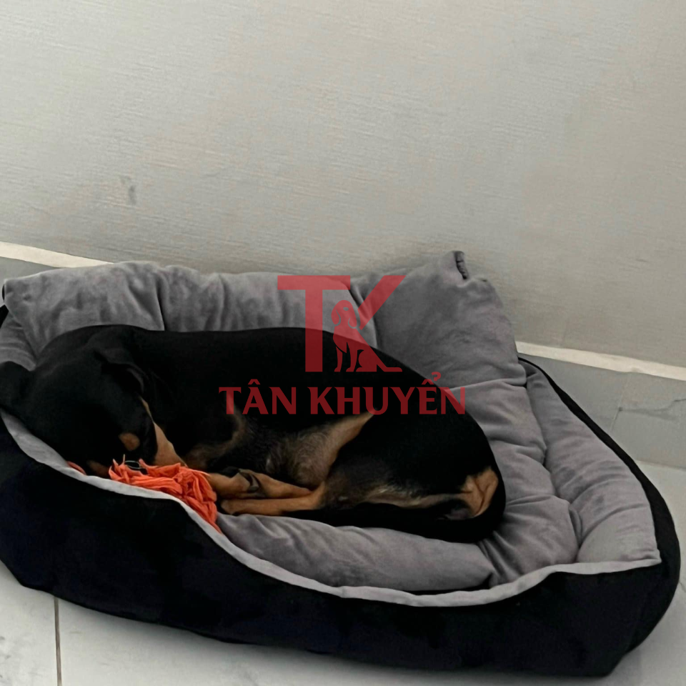 Đặc điểm nhận biết và phân biệt chó Lạp Xưởng với các giống chó khác