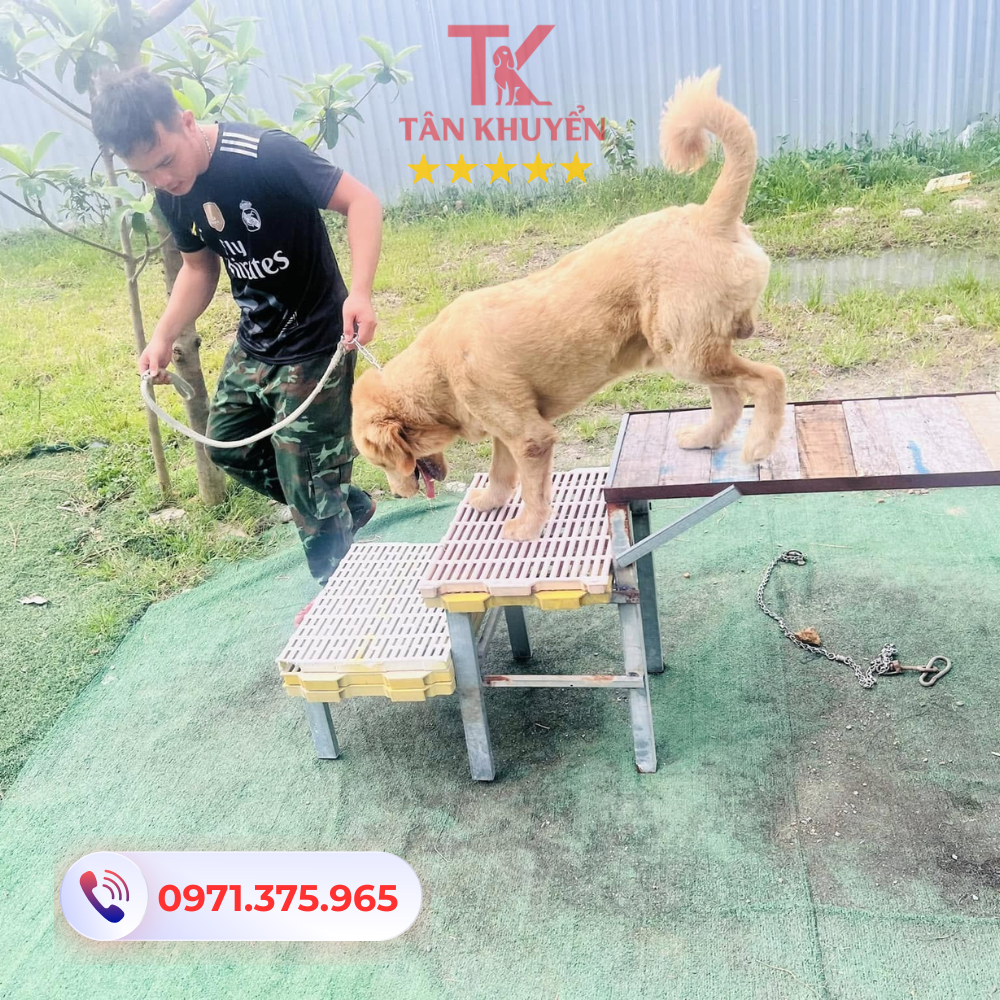 Địa chỉ uy tín cung cấp dịch vụ huấn luyện chó tại Quận Tân Phú