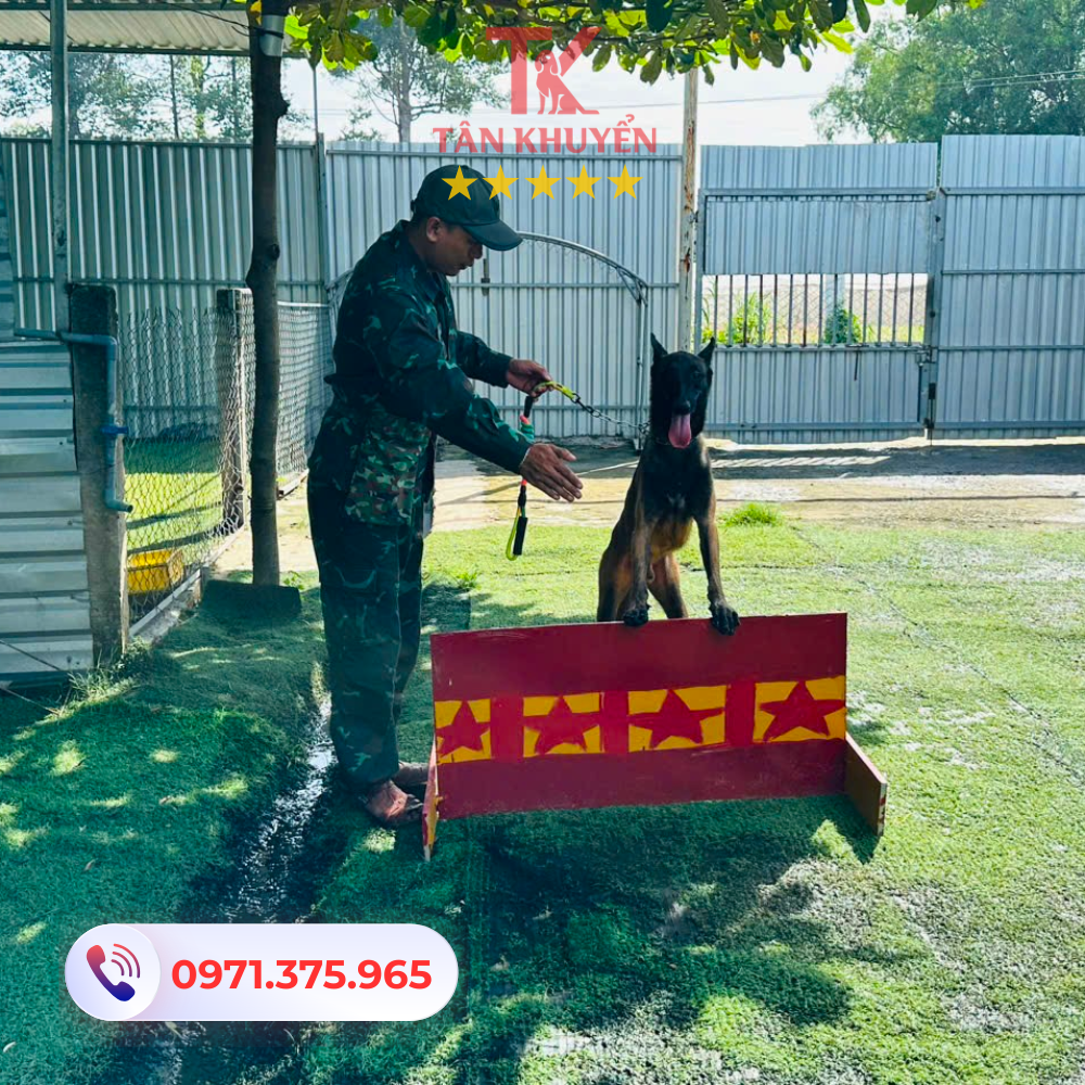 Dịch vụ huấn luyện chó tại Cần Giờ phù hợp với từng loại chó