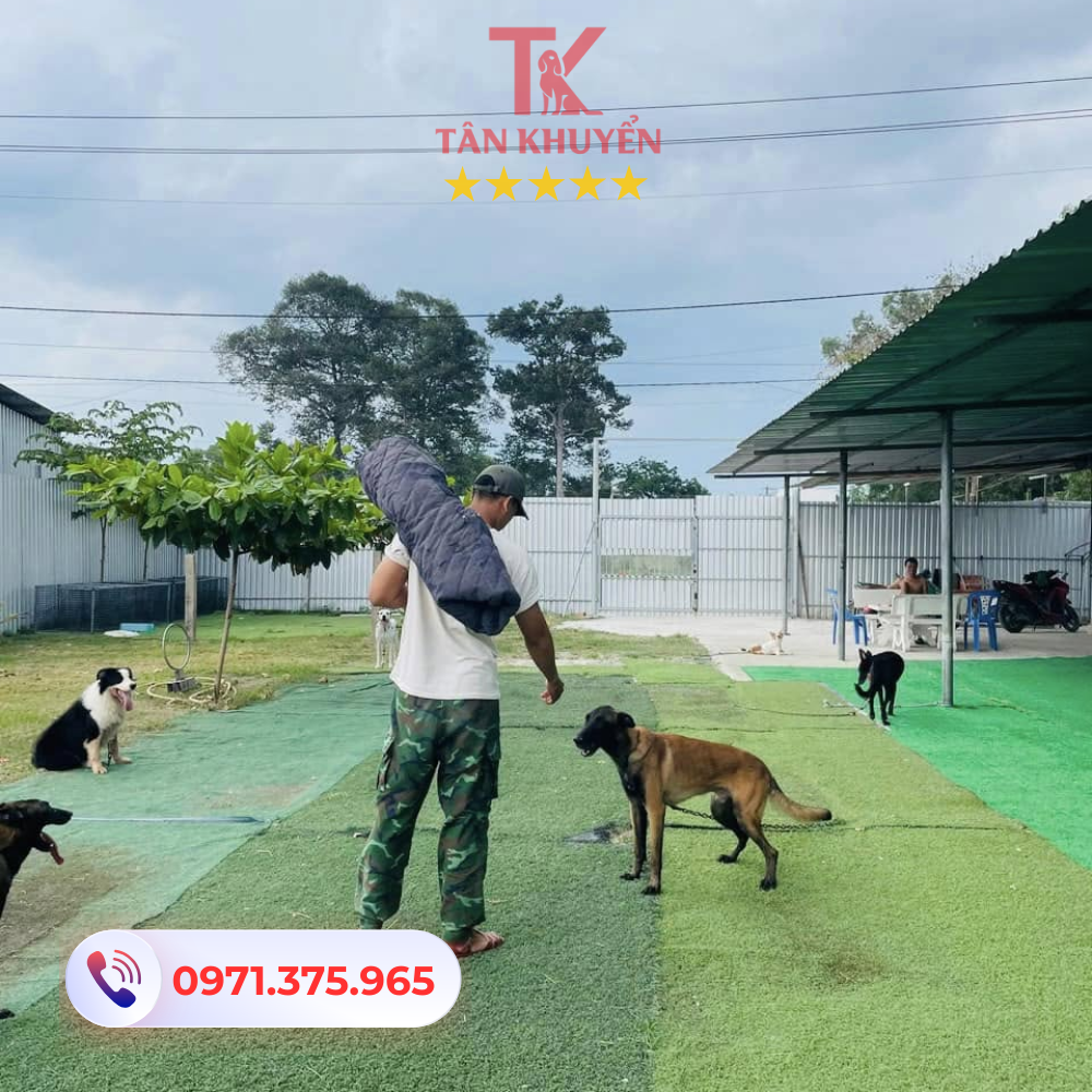 Điểm mạnh của Trung tâm huấn luyện chó Tân Khuyển tại Bình Phước