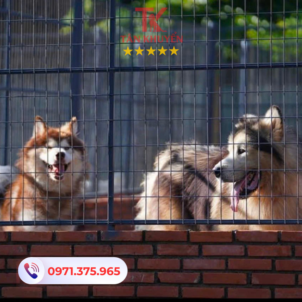 Điểm mạnh của trung tâm Tân Khuyển