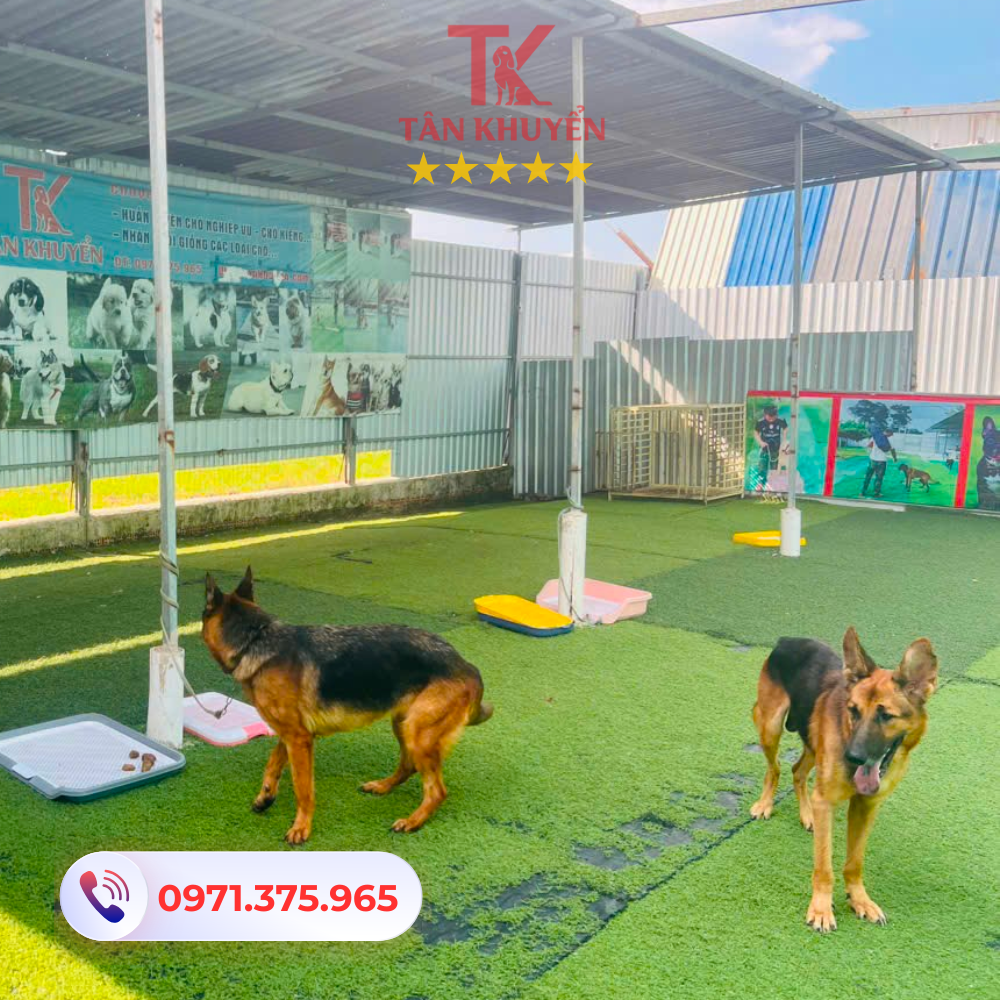 Điểm mạnh của Trường Huấn Luyện Chó Tân Khuyển