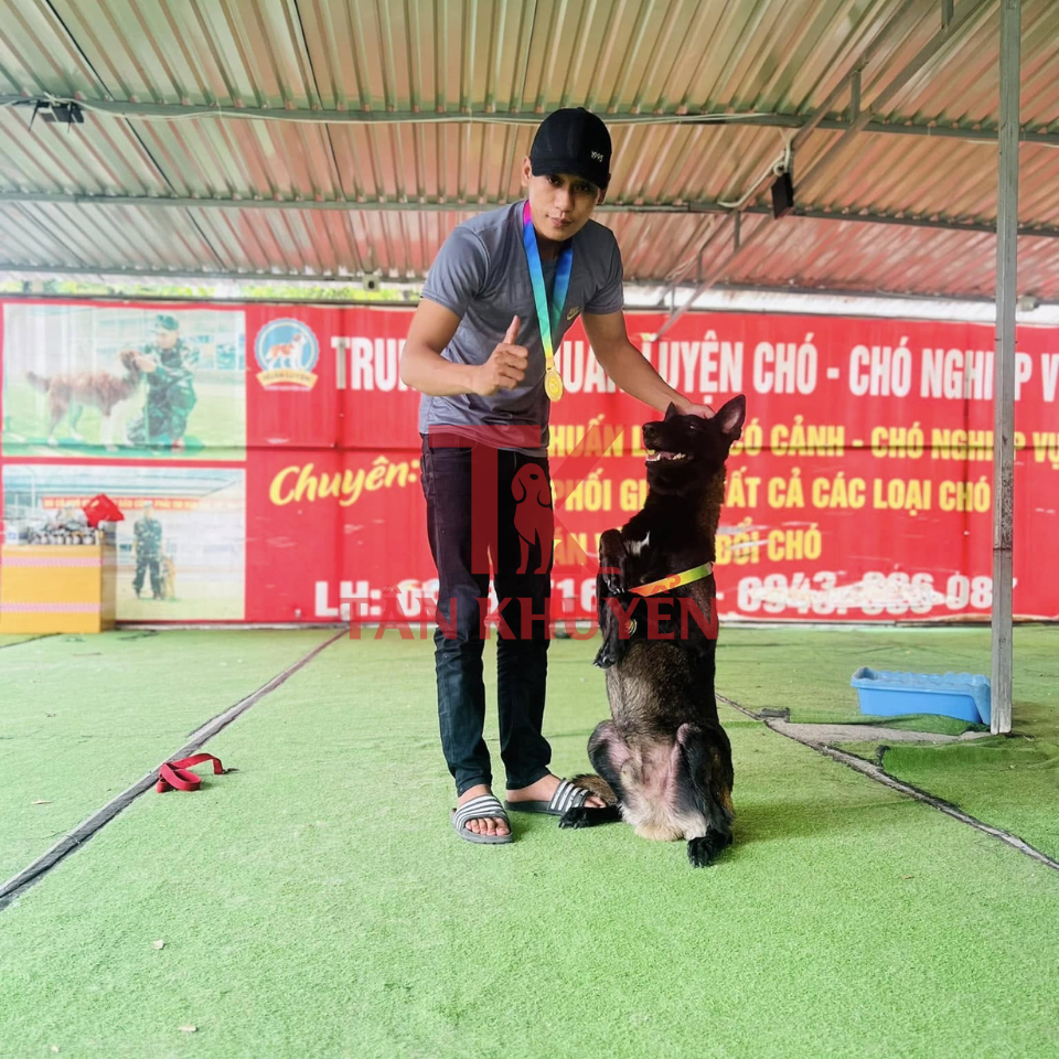 Giới thiệu chung về chó Becgie