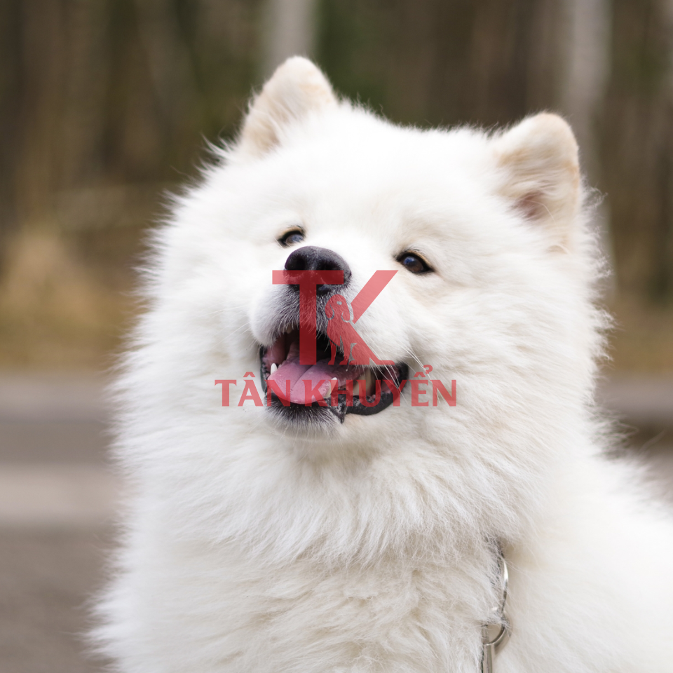 Giới thiệu chung về chó Samoyed