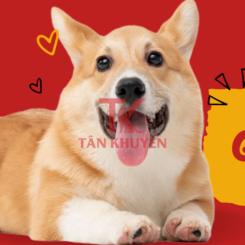 Giới thiệu tổng quan về chó Corgi