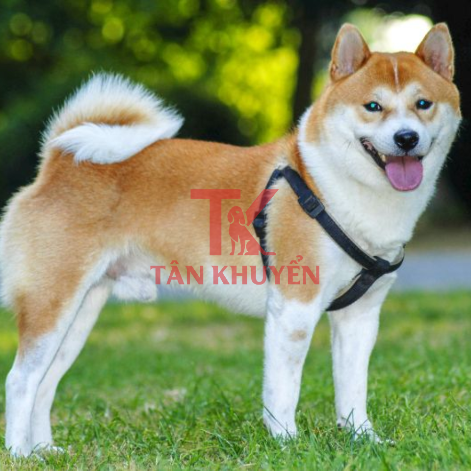 Giới Thiệu Về Chó Shiba và Tầm Quan Trọng của Việc Huấn Luyện