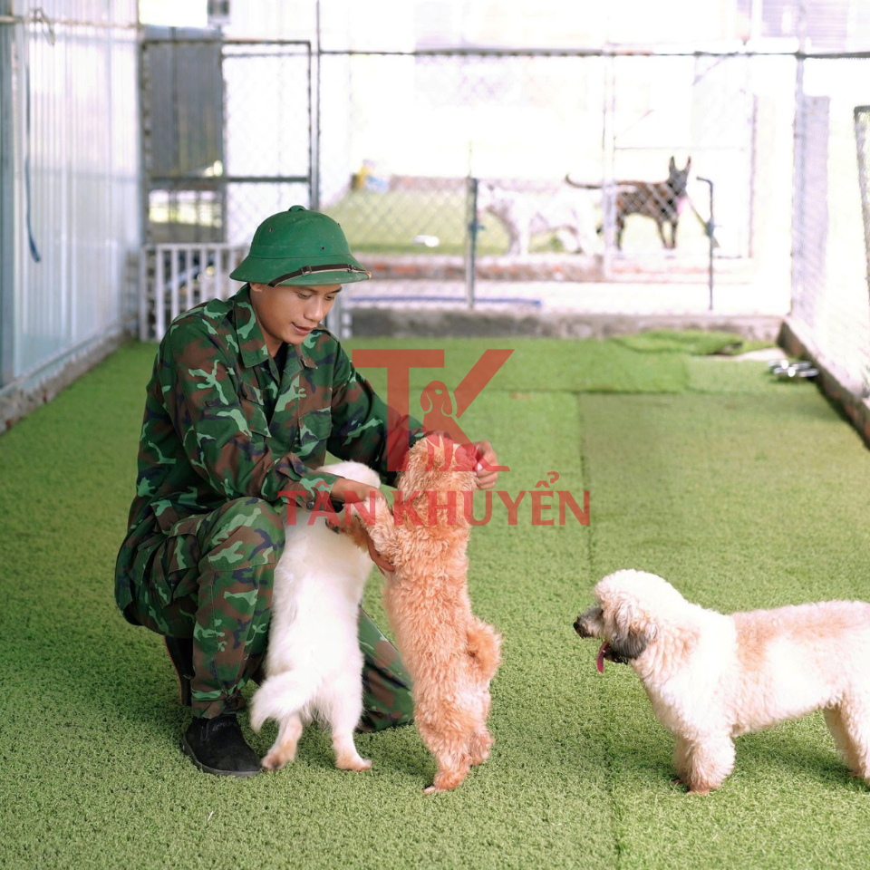 Giới thiệu về huấn luyện chó cảnh