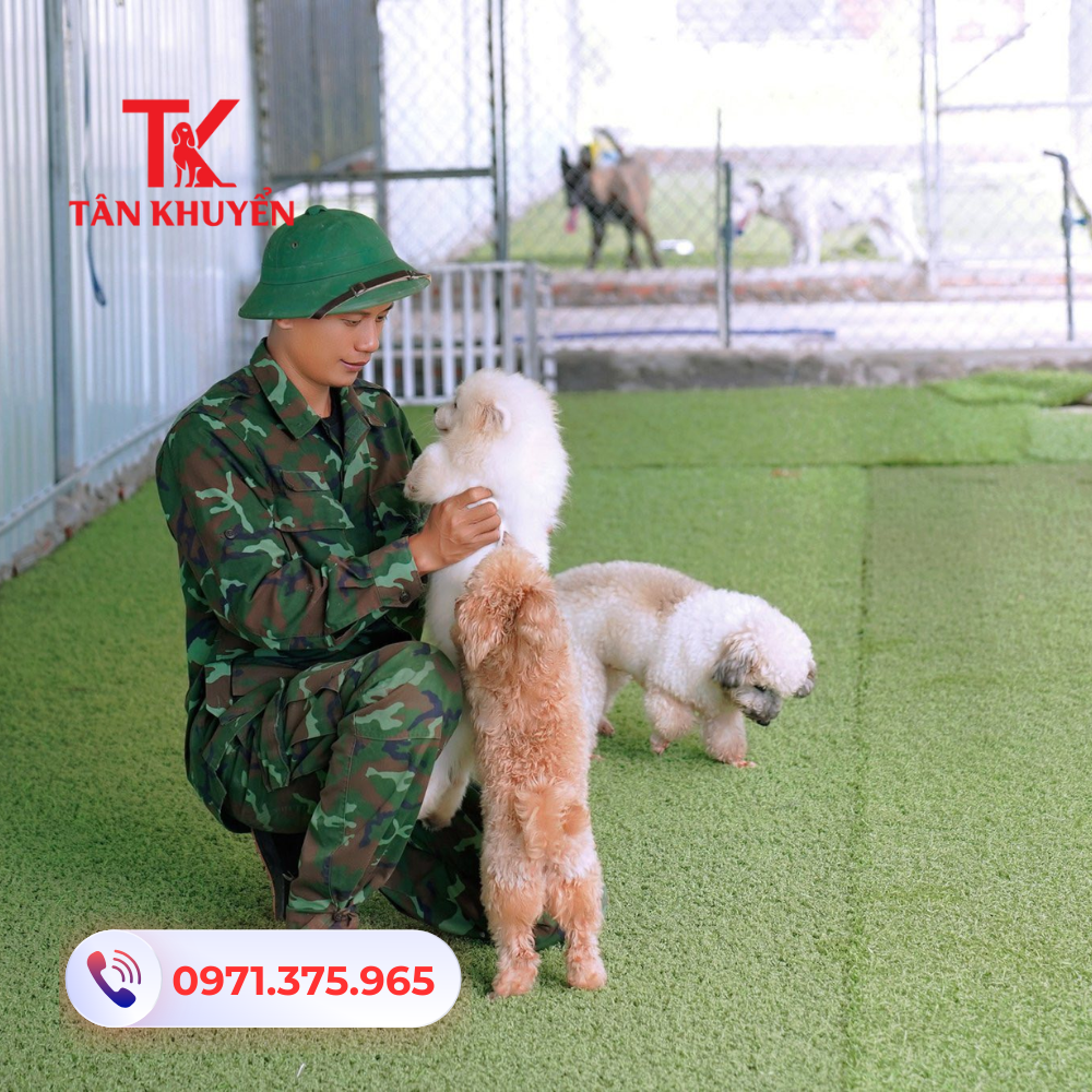 Giới thiệu về Huấn luyện chó Đồng Nai