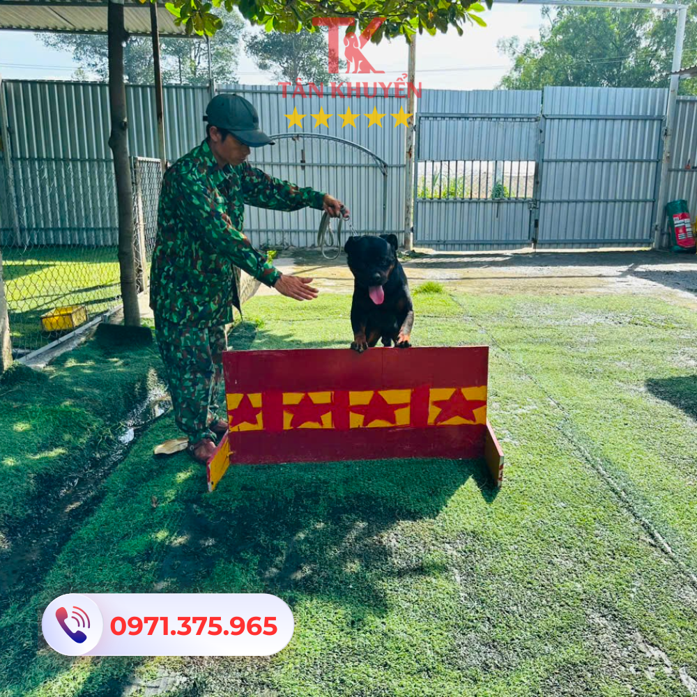 Giới thiệu về huấn luyện chó tại Quận Tân Phú