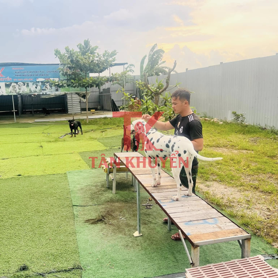 Giới thiệu về vai trò của trường dạy chó uy tín