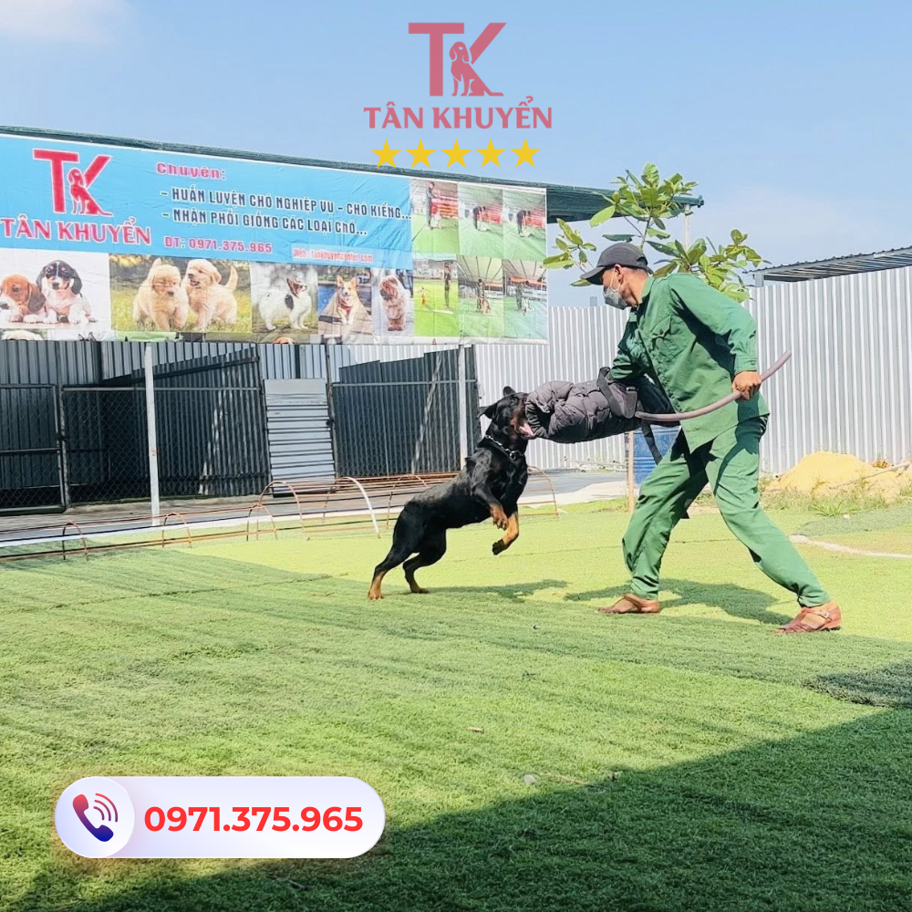 Huấn luyện chó tại Long An