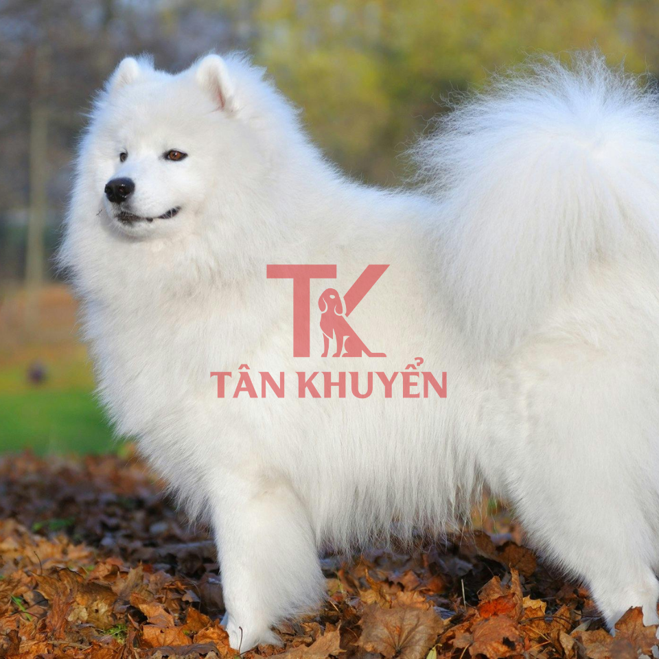 Khó khăn và cách xử lý khi huấn luyện chó Samoyed