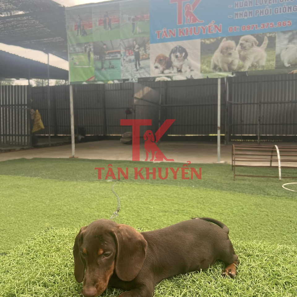 Kỹ thuật xây dựng lề lối và thói quen tốt cho chó Lạp Xưởng