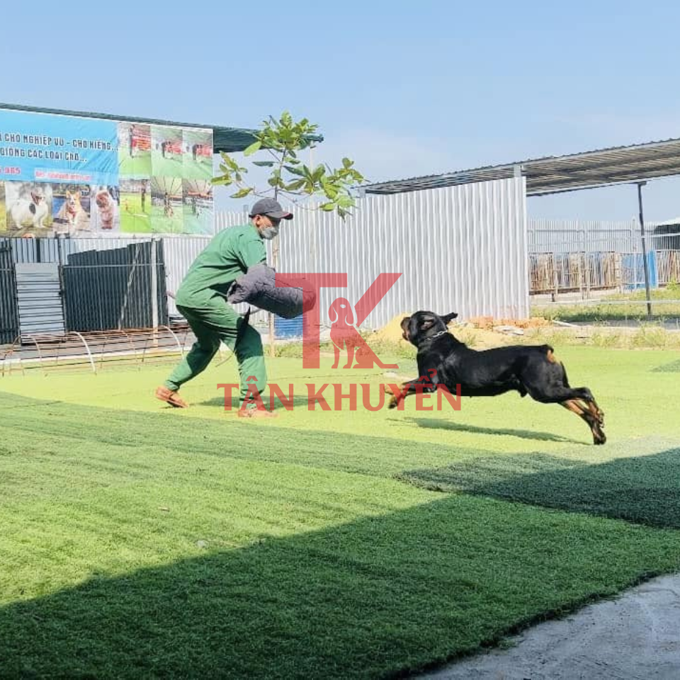 Lợi ích của huấn luyện chó nghiệp vụ cho cộng đồng và cá nhân