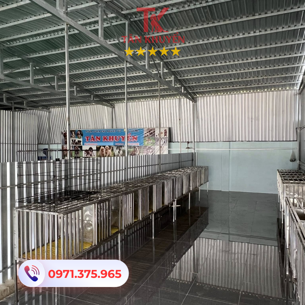 Lợi ích của việc huấn luyện chó chuyên nghiệp