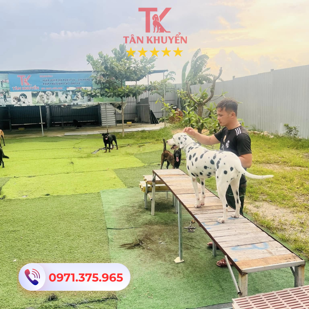 Lợi ích của việc huấn luyện chó tại Tân Khuyển