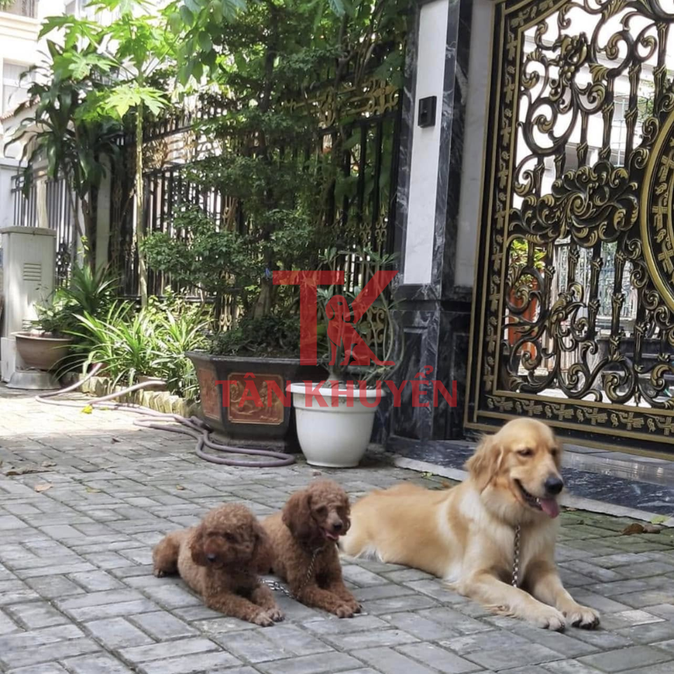 Lợi ích của việc huấn luyện chó theo yêu cầu cho cuộc sống gia đình