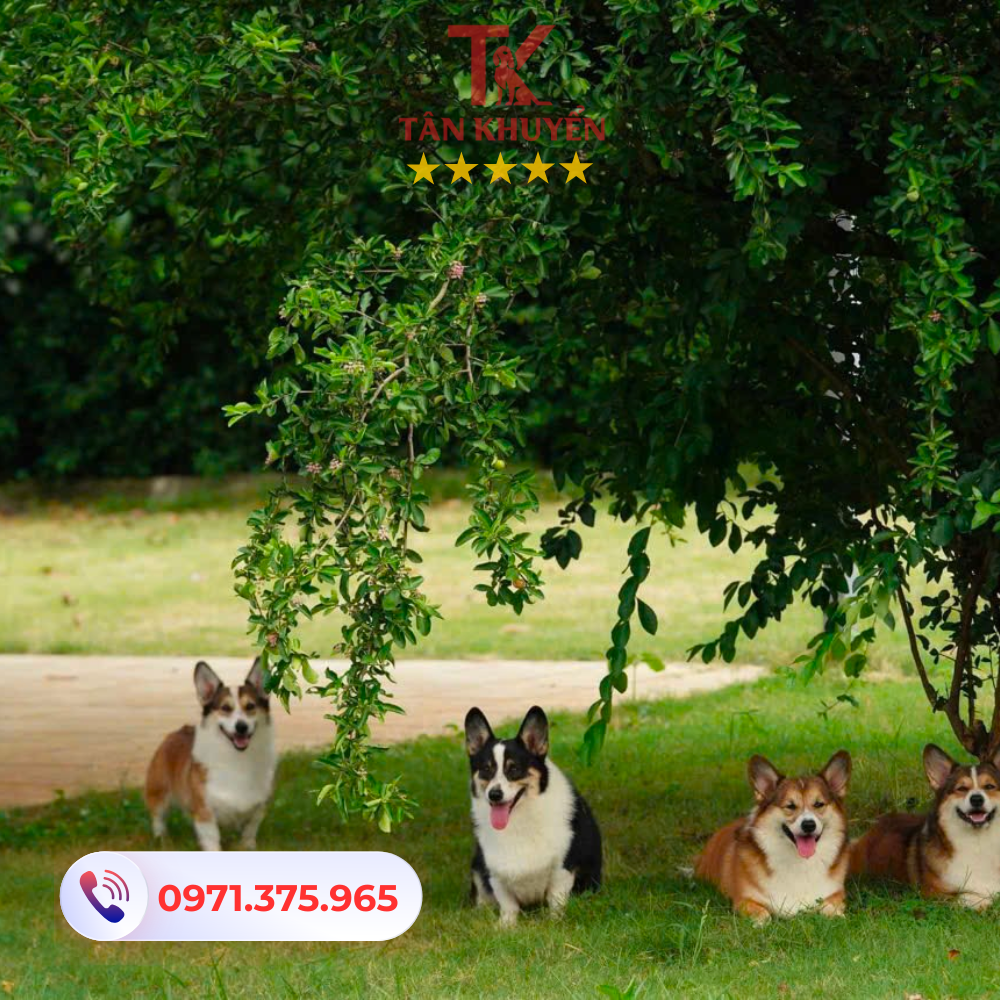 Lợi ích dành cho chó và chủ nhân