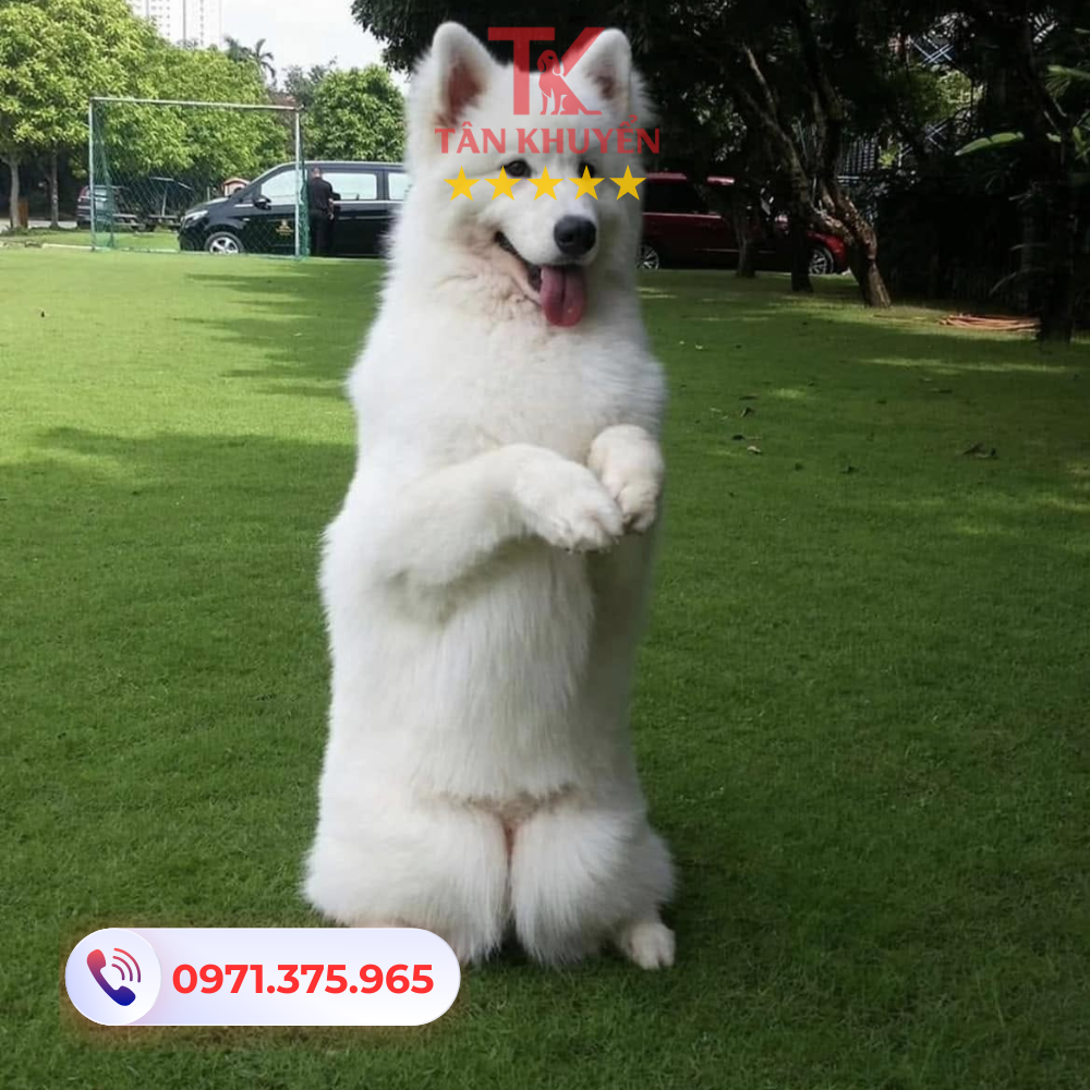 Lợi ích khi huấn luyện chó tại Cần Thơ