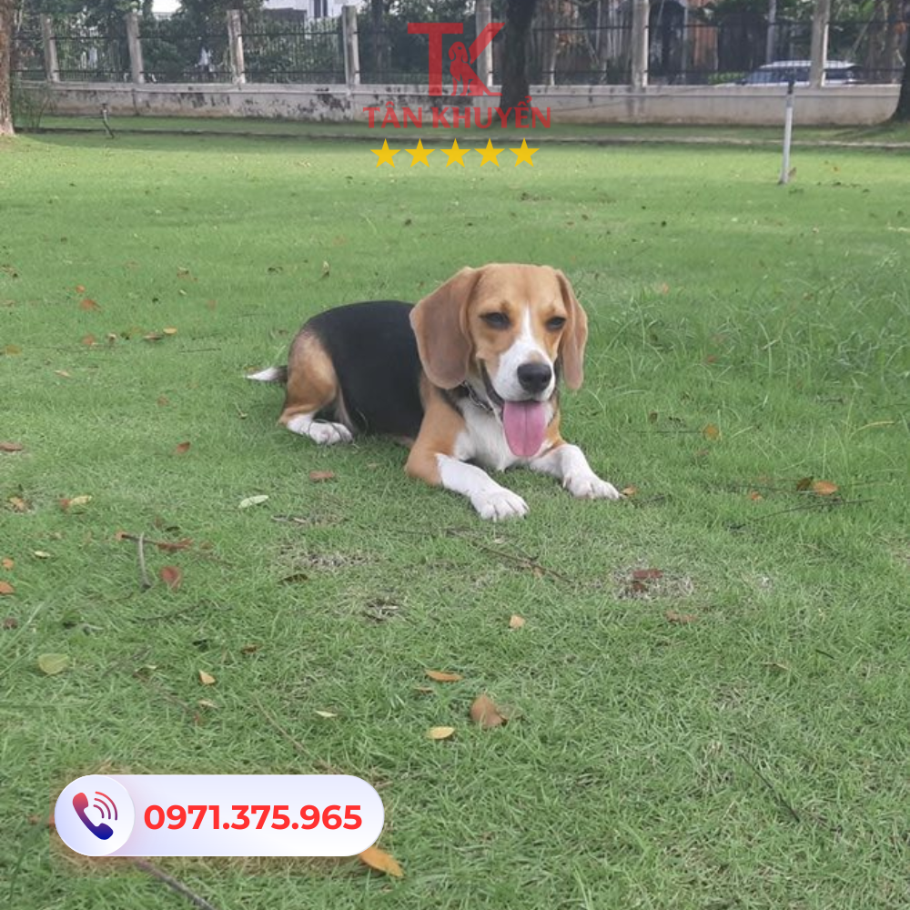 Lợi ích khi lựa chọn dịch vụ huấn luyện chó chuyên nghiệp