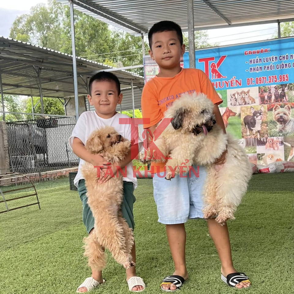Lợi ích khi lựa chọn trung tâm huấn luyện chó TP.HCM