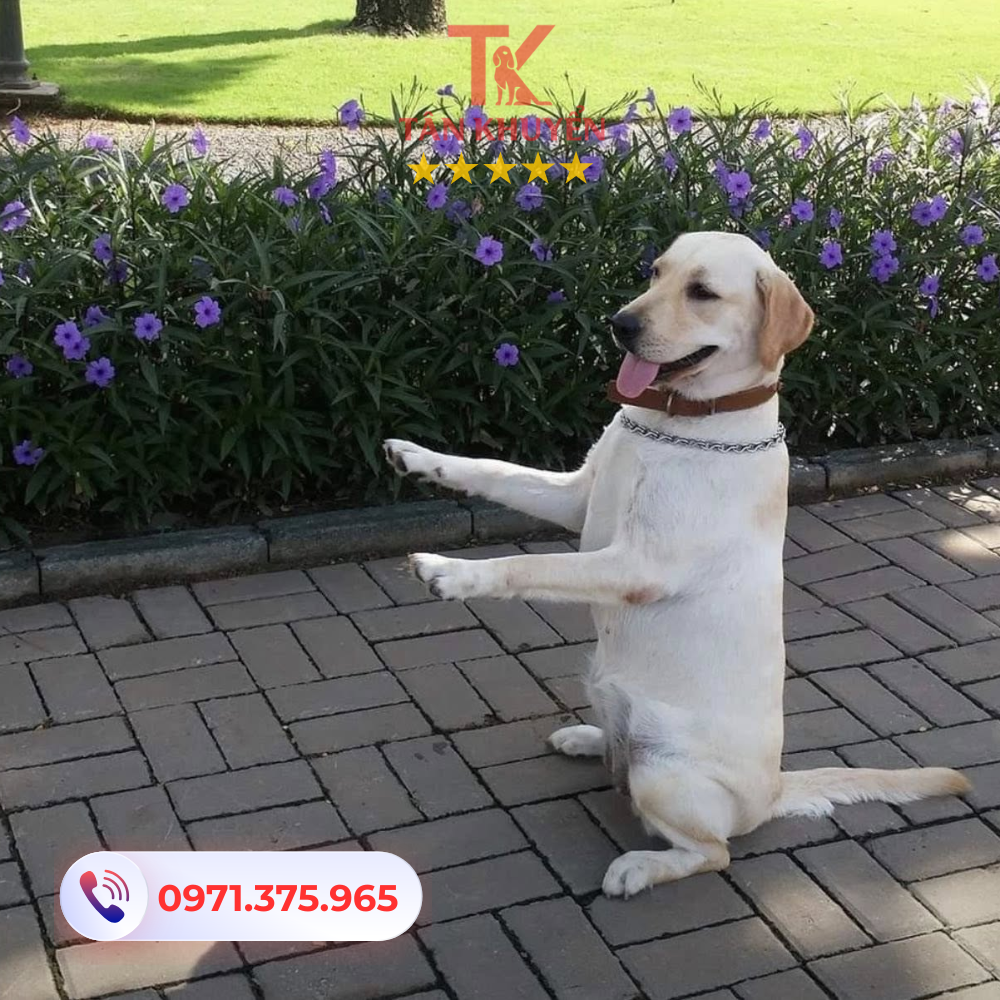 Lợi ích khi sử dụng dịch vụ huấn luyện chó Tân Khuyển