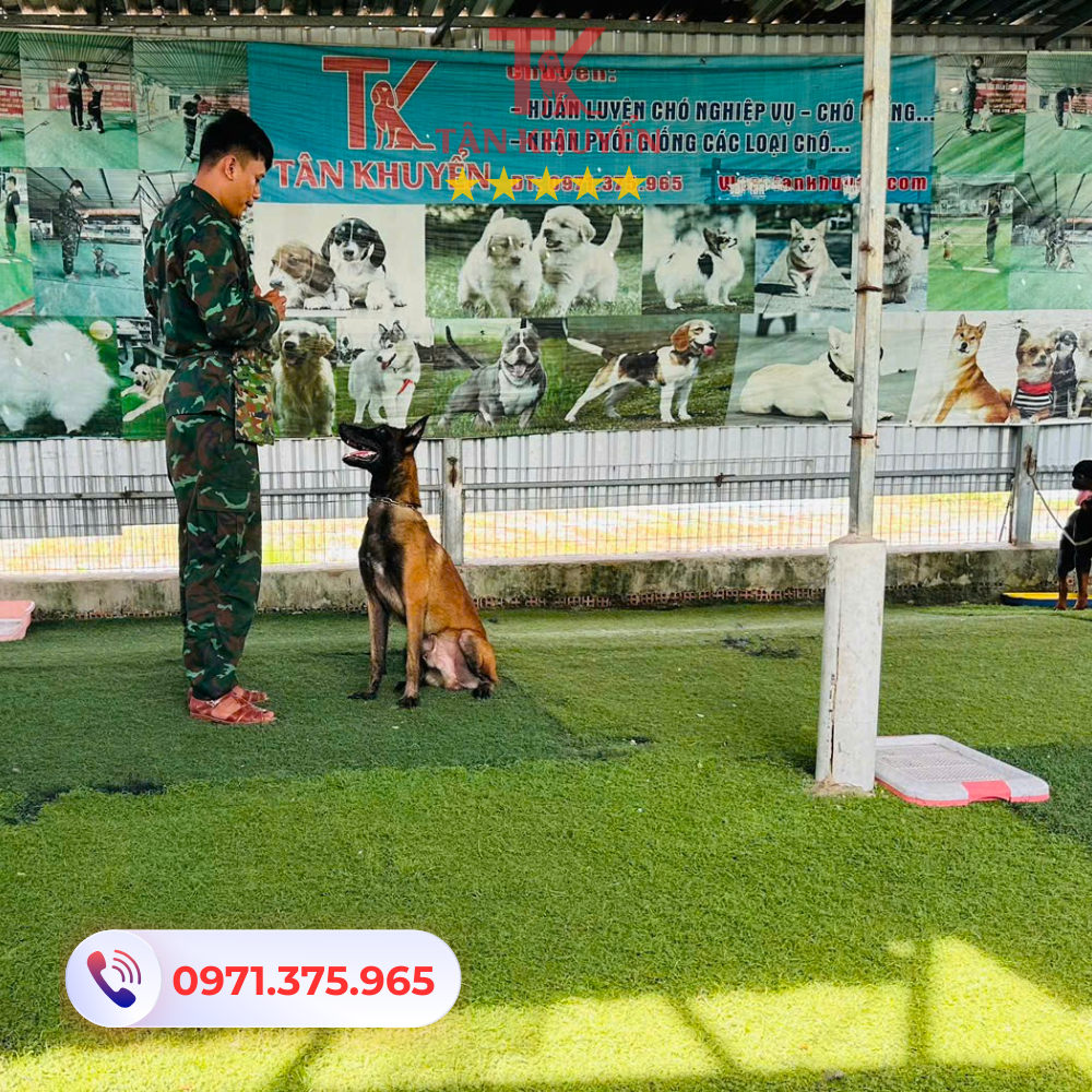 Lợi thế của trung tâm Huấn Luyện Chó Tân Khuyển
