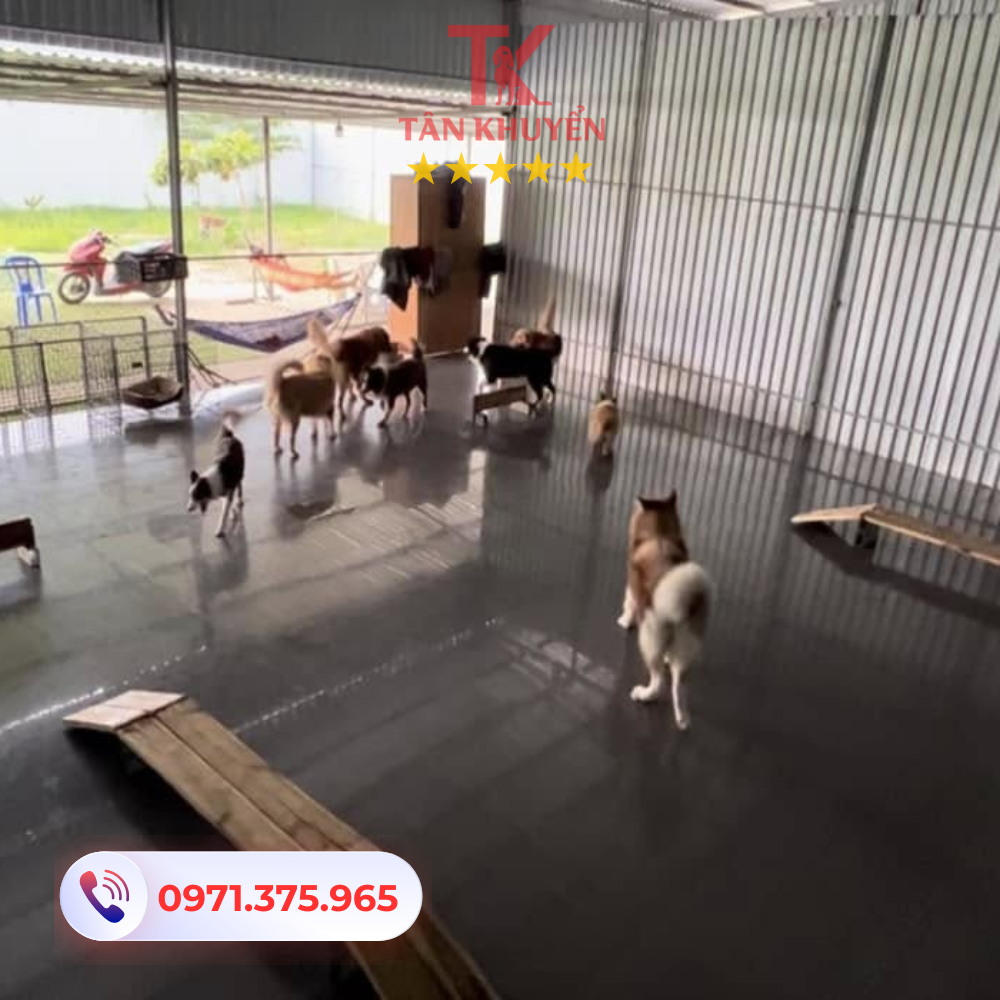 Lý do nên chọn trung tâm huấn luyện chó Tân Khuyển tại Cần Thơ