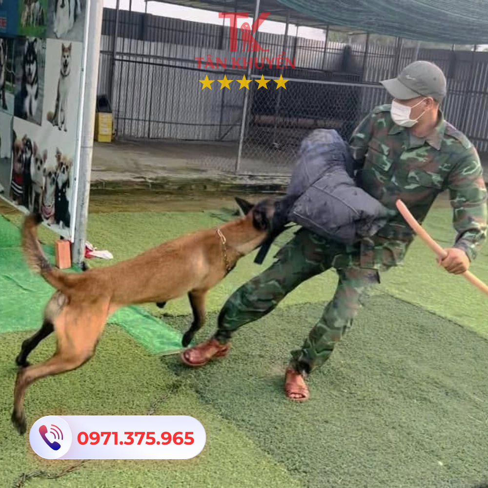 Một số lưu ý khi chọn trung tâm huấn luyện chó