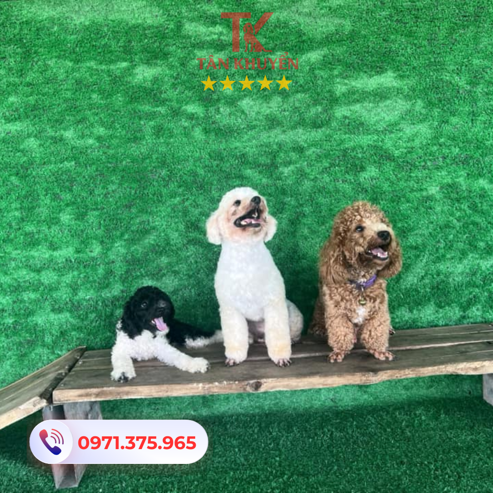 Một số lưu ý khi chọn trường huấn luyện chó tại Vũng Tàu